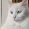 Photo de Chantilly, Angora Turc