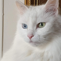 Photo de profil de Chantilly