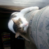 Photo de Merlin