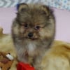 Photo de medezz, Affenpinscher