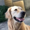 Photo de Lutti