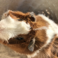 Photo de profil de Cuchuflí