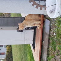 Photo de profil de Phénix