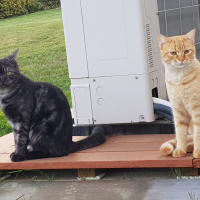 Photo de profil de Pepsi