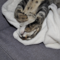 Photo de profil de Maxou 