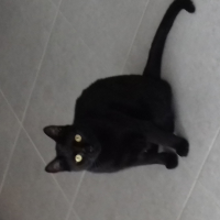 Photo de profil de Oréo