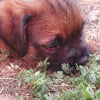Photo de Romy, Border Terrier