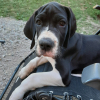 Photo de ROSWELL , Dogue Allemand