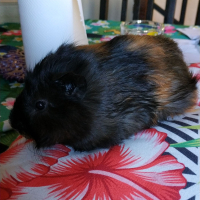 Photo de profil de Kasai
