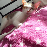Photo de profil de Nougat