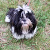 Photo de Prunelle, Shih Tzu