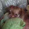 Photo de Candie