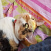 Photo de Nyx