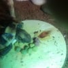 Photo de corail, Tortue