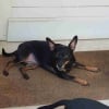 Photo de Isa, Pinscher Nain