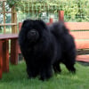 Photo de Multi.Ch.Multi.Vet.Ch.BISS.BISJ.BISV.CHOWDERNY XINLING SHI, Chow Chow