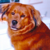 Photo de Blacky