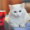 Photo de Catoune