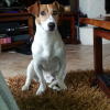 Photo de Dirty , Jack Russell Terrier