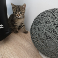 Photo de profil de Chipie
