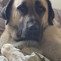 Photo de profil de Pascha