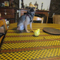 Photo de profil de réglisse
