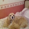 Photo de Garou de l'Arbourin, Cocker Américain
