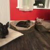 Photo de Cooper, Terrier Ecossais