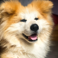 Photo de profil de I’hachiko go des Templiers Sacrés 