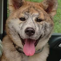 Photo de profil de Rumi