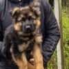 Photo de koda, Berger Allemand