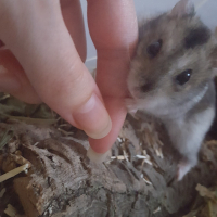 Photo de profil de Mira