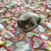Photo de Melo