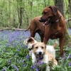Photo de Mirò , Rhodesian-Ridgeback