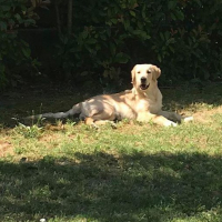 Photo de profil de Roméo