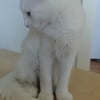 Photo de Ria, Angora Turc