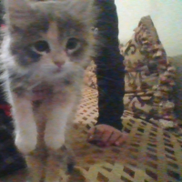 Photo de profil de Nala