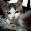 Photo de Biskit