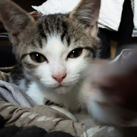 Photo de profil de Biskit