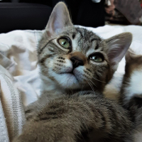 Photo de profil de Fripouille