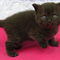 Photo de profil de Sachat