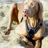 Photo de profil de Purdey