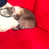 Photo de Lucky