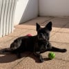 Photo de BELLA, Affenpinscher
