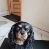 Photo de Mojito, Cavalier King Charles Spaniel