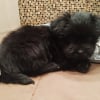 Photo de COOKIE