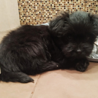 Photo de profil de COOKIE