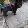 Photo de Dark, Cairn Terrier