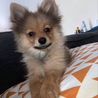 Photo de profil de Kurama