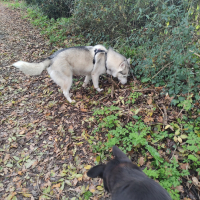 Photo de profil de Oksa
